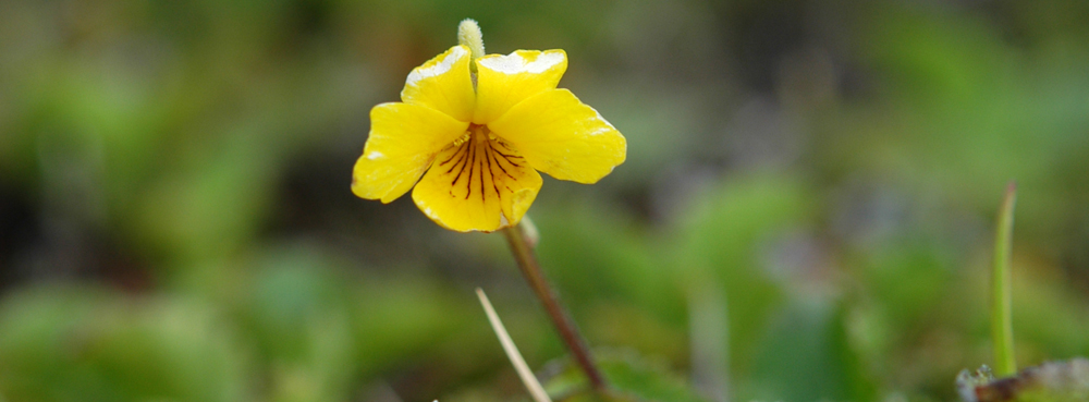 COMMON VIOLET/ NATIVE PANSY Viola maculata 